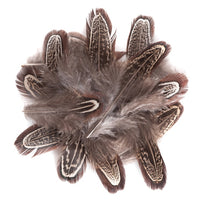 Piume decorative di fagiano scuri / 15 pezzi