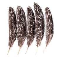 Piume decorative di fagiano grandi / 5 pezzi
