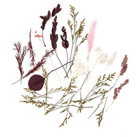 Mini bouquet secco "Burgundy Queen" / 20 cm