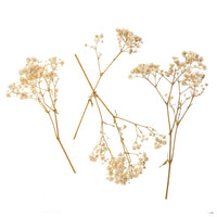 Gypsophila naturale / 4 steli, 20 cm