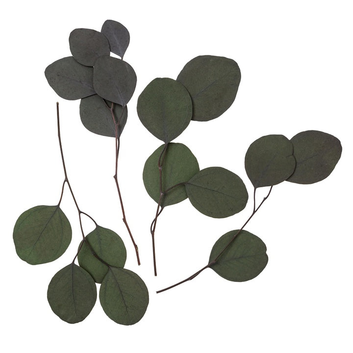 Eucalipto Populus stabilizzato - Verde / 4 steli, 20 cm