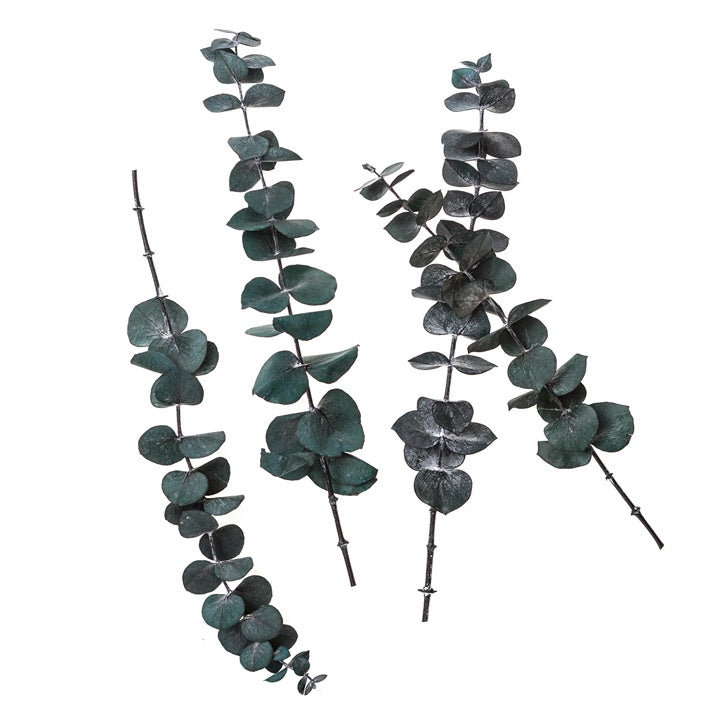 Eucalipto stabilizzato Baby Blue / 4 steli, Verde, 20 cm