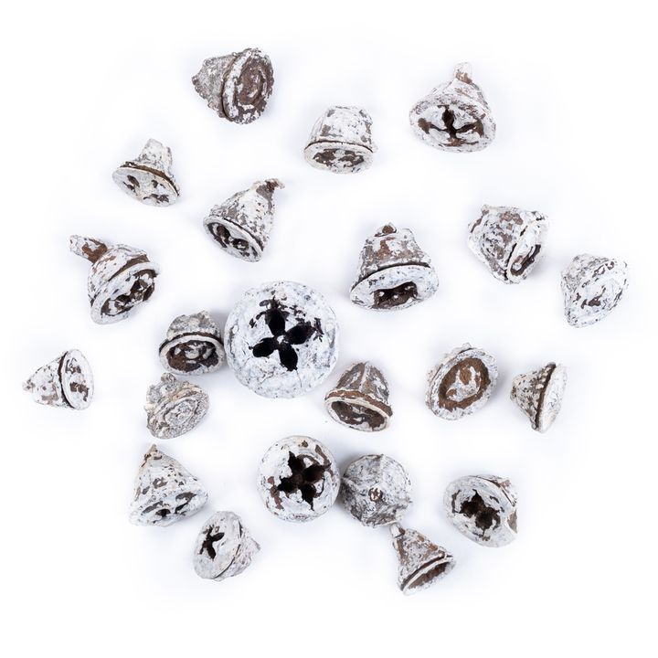 Frutti secchi di eucalipto bianco 20 g