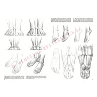 Collezione Leonardo 03 Fondamenti di disegno