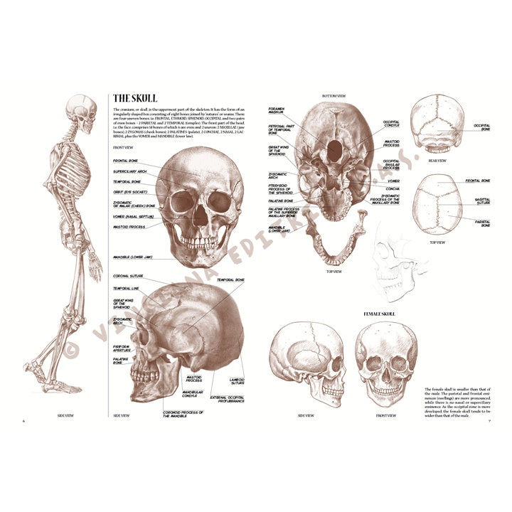 Collezione Leonardo 04 Anatomia