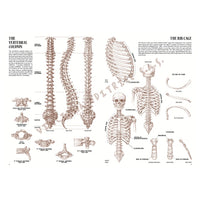 Collezione Leonardo 04 Anatomia