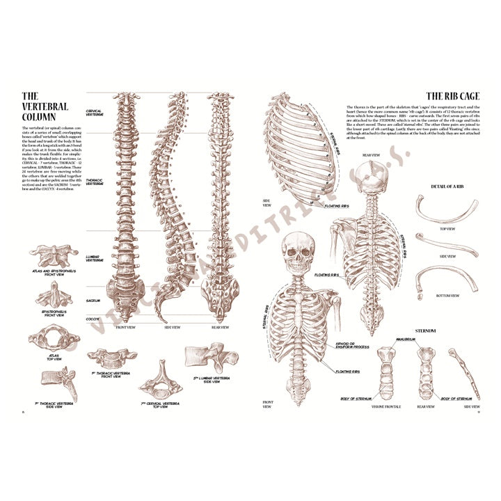Collezione Leonardo 04 Anatomia