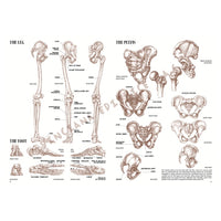 Collezione Leonardo 04 Anatomia