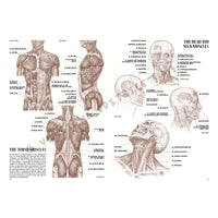 Collezione Leonardo 04 Anatomia