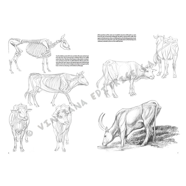 Collezione Leonardo 13 - Animali