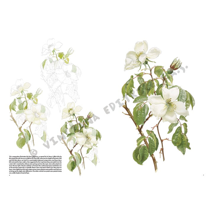 Collezione Leonardo 42 Rose