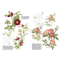 Collezione Leonardo 42 Rose