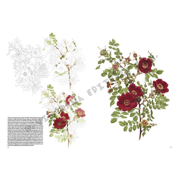 Collezione Leonardo 42 Rose