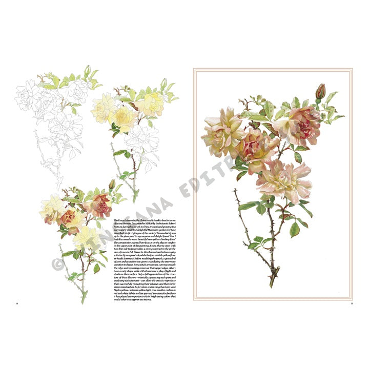 Collezione Leonardo 42 Rose