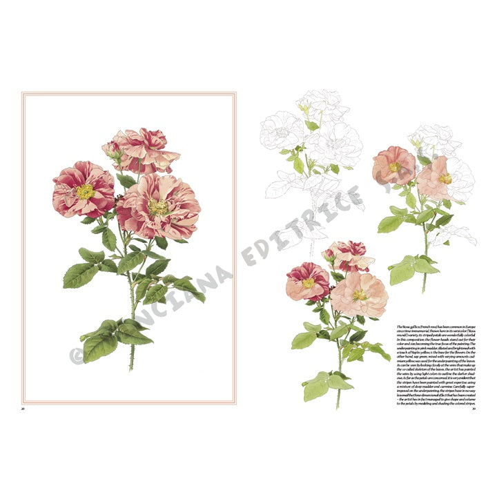 Collezione Leonardo 42 Rose