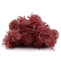 Muschio decorativo islandese 12 g – Bordovo