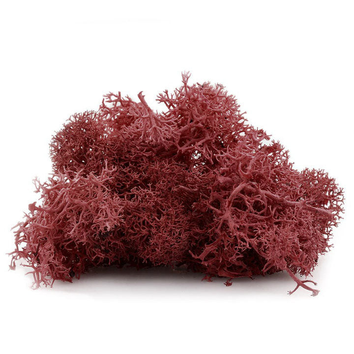 Muschio decorativo islandese 12 g – Bordovo