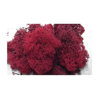 Lichene islandese 500g | scegli il colore - bordeaux