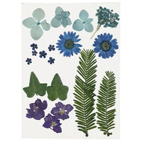 Fiori e foglie pressati – blue