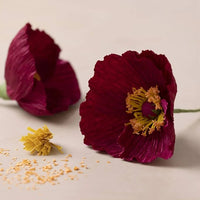 Mini set creativo | Papaveri di carta crespa