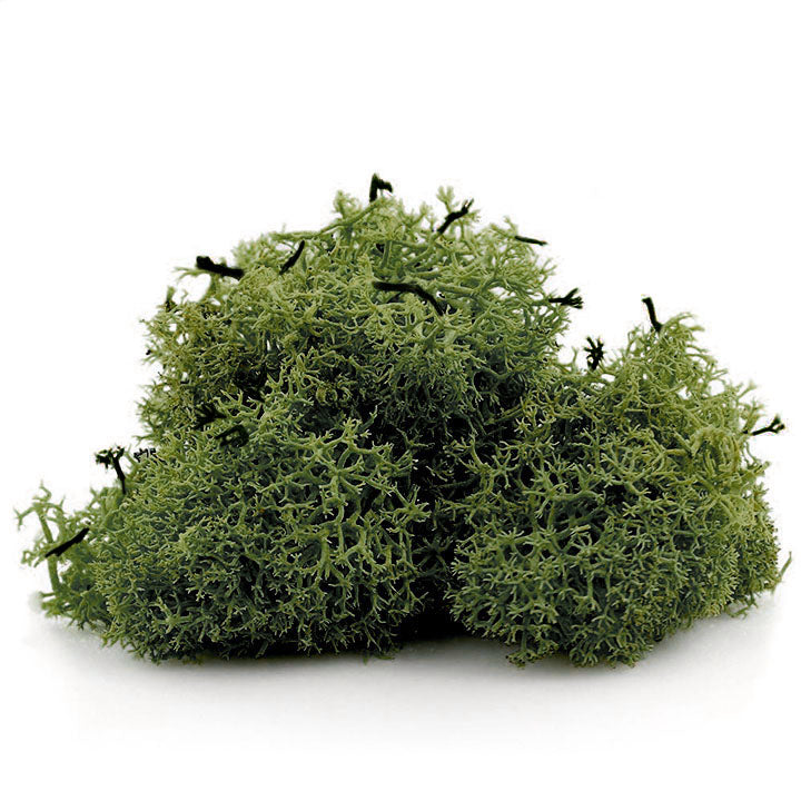Muschio decorativo islandese 12 g – verde