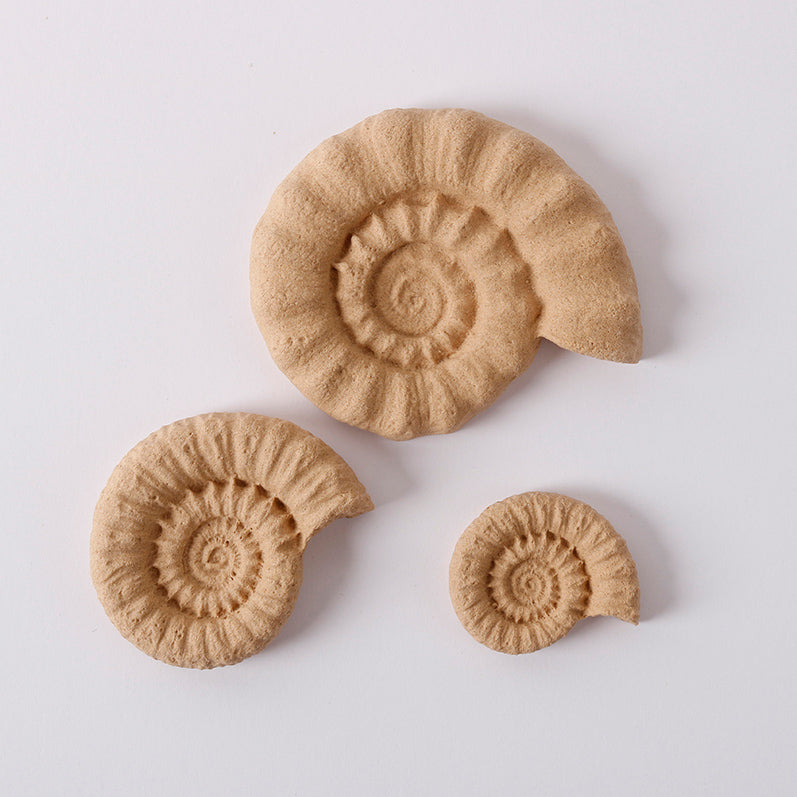 Pentart Elastic wood Shell set conchiglie 6,5 x 5,5 cm 3 pz