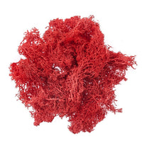 Muschio di renna naturale 30 g – Rosso