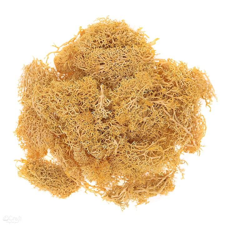 Muschio di renna naturale 30 g – ocra