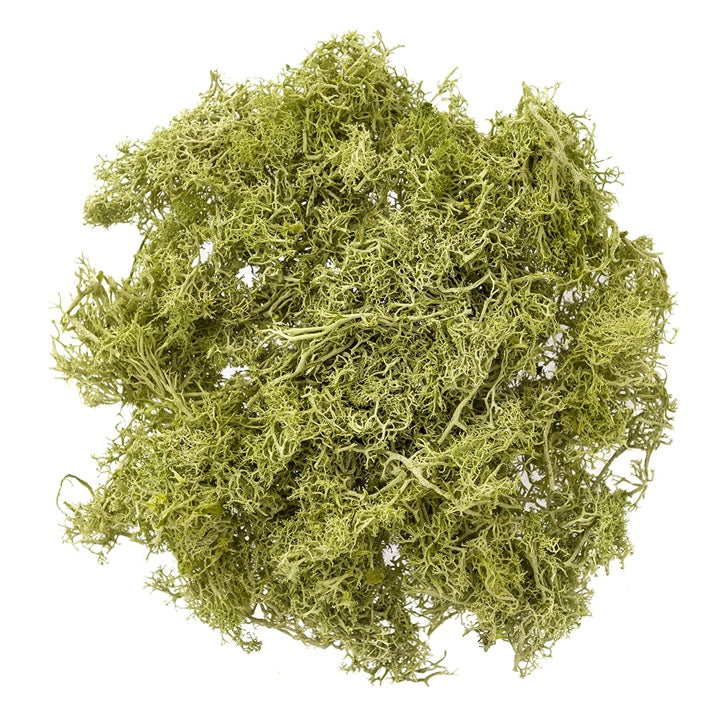 Muschio di renna naturale 30 g – Verde Chiaro