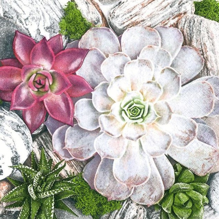Tovaglioli per decoupage Succulent Plants and Stones Composition - 1 pezzo