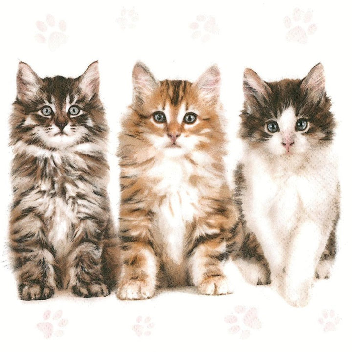 Tovaglioli per disaccoppiare Tre Bellissimi Gatti - 1 pz